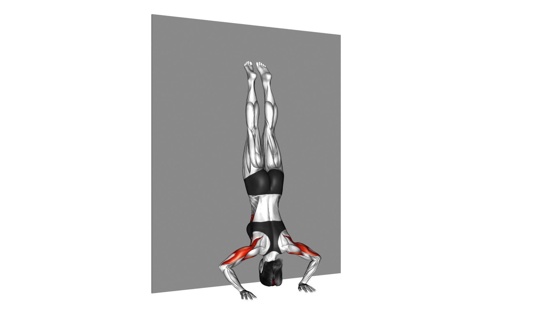 Handstand Push-Up (female) - Video Exercise Guide & Tips