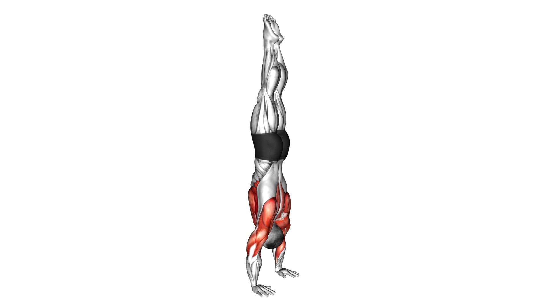 Handstand - Video Exercise Guide & Tips