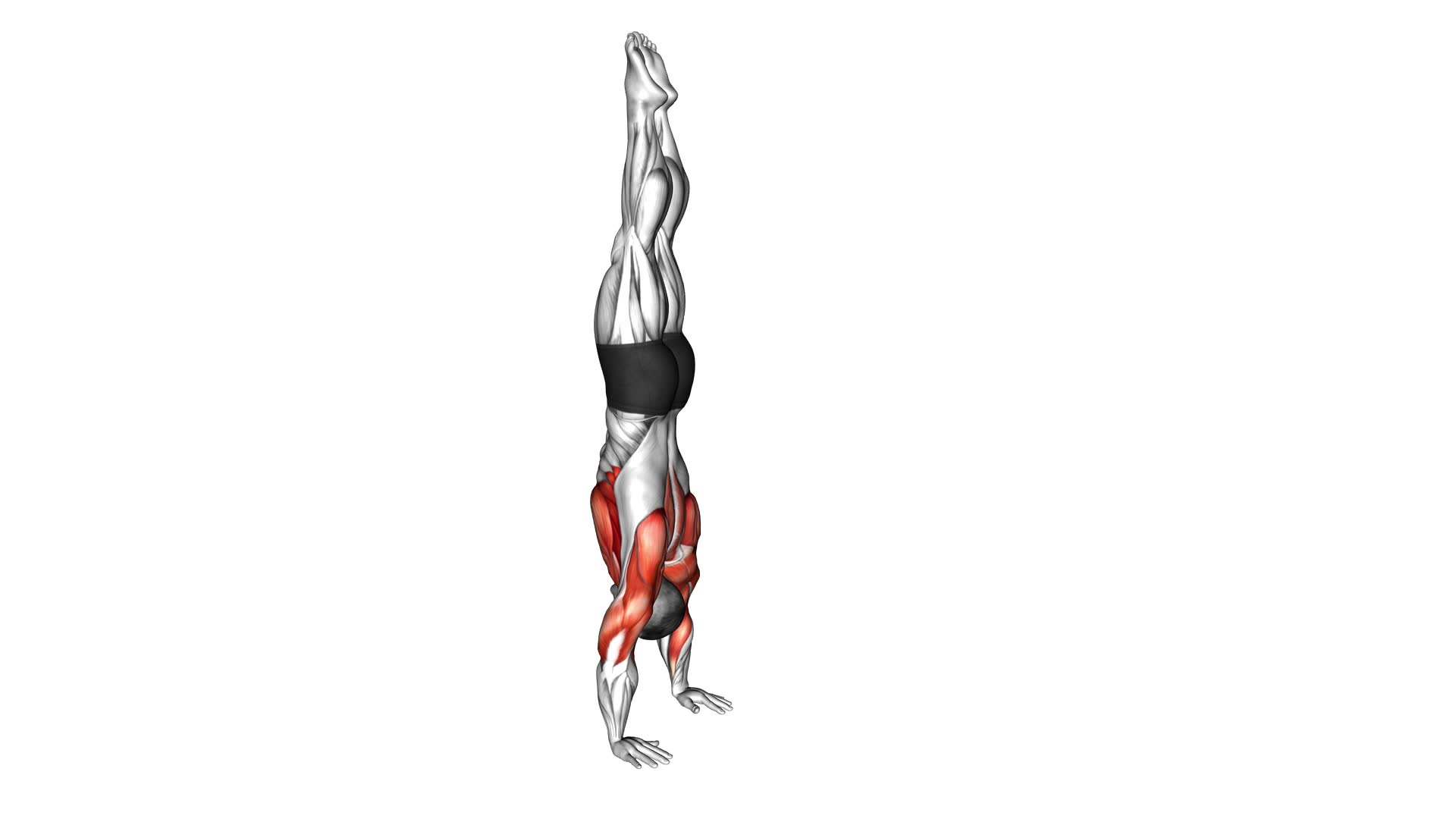 Handstand Walk - Video Exercise Guide & Tips