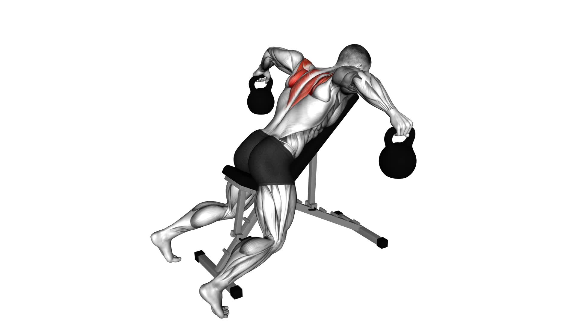 Kettlebell Reverse Fly - Video Exercise Guide & Tips