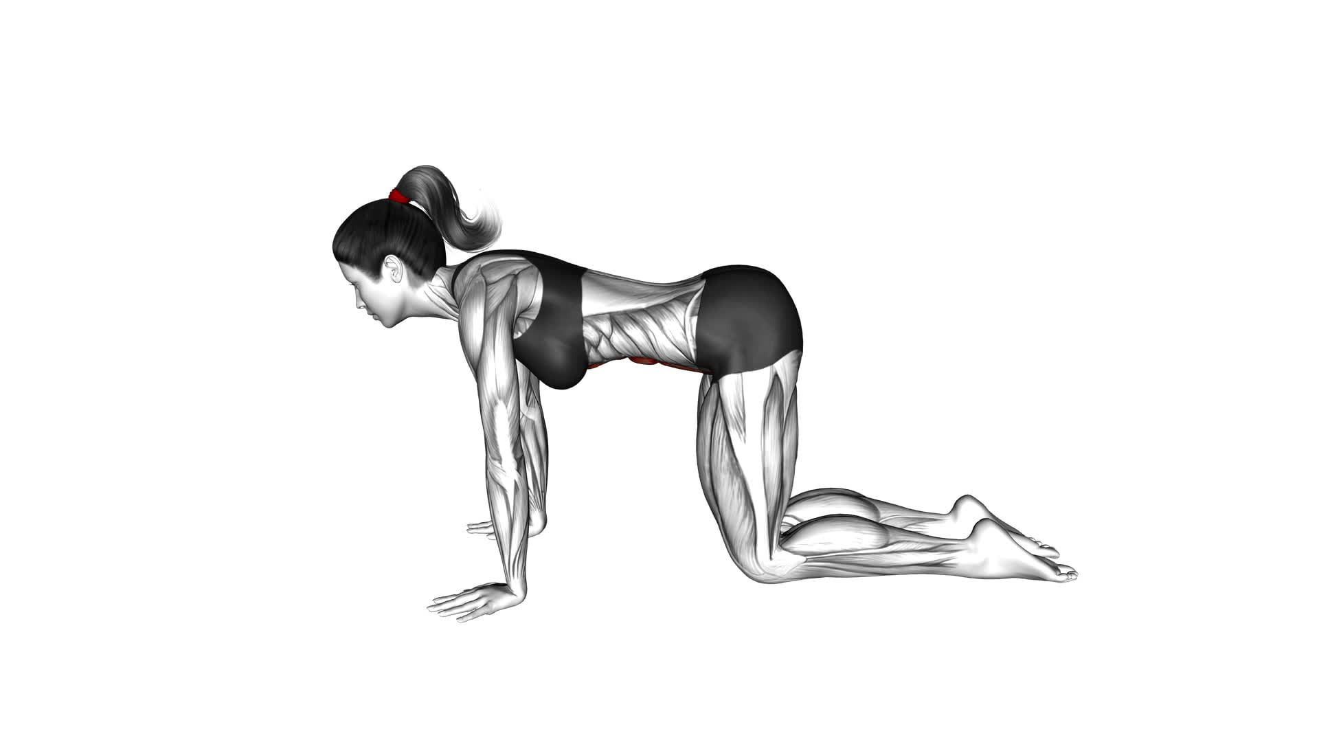 Kneeling Abdominal Draw In (female) - Video Exercise Guide & Tips