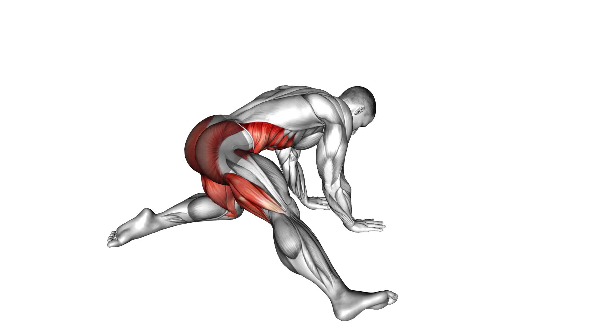 Kneeling Adductor Backward Stretch (Male) - Exercise Guide & Tips