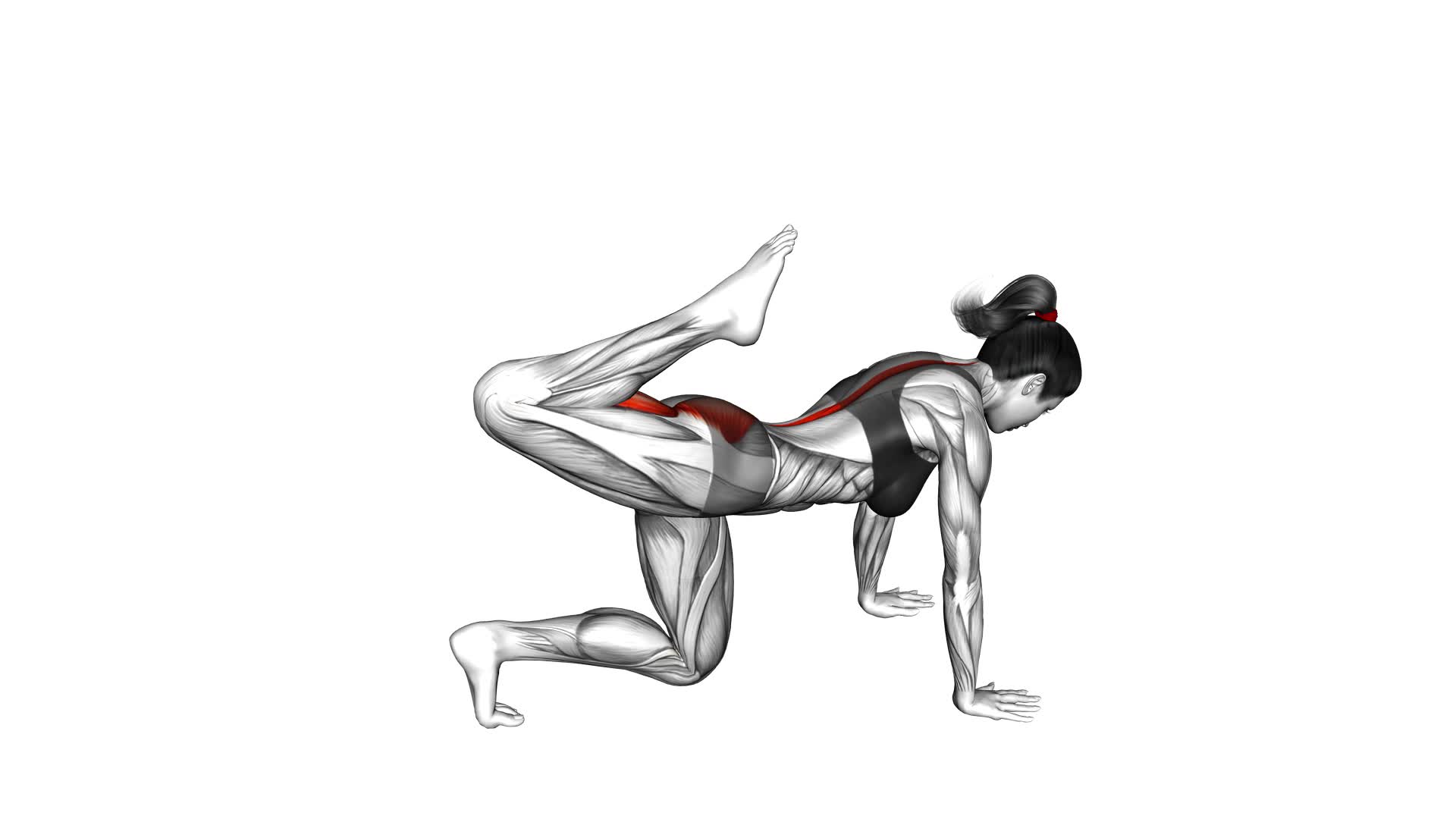 Kneeling Back Leg Lift Curl (female) - Video Exercise Guide & Tips