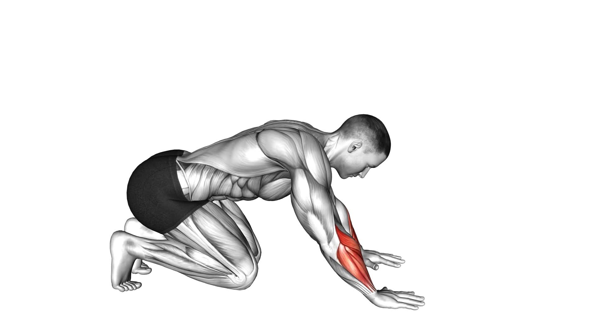 Kneeling Forward Palm Nudges (male) - Video Exercise Guide & Tips