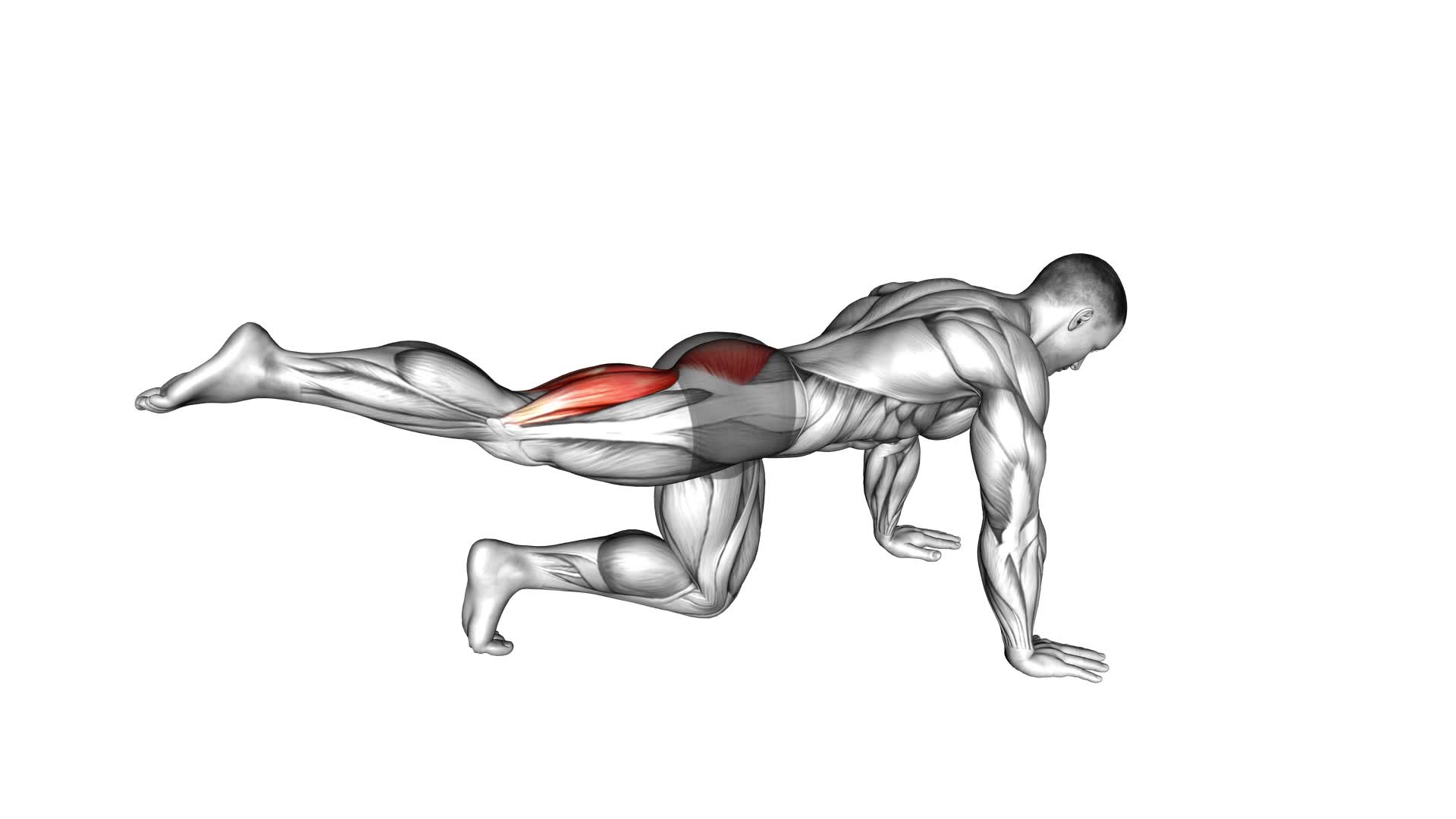 Kneeling Pulse (male) - Video Exercise Guide & Tips