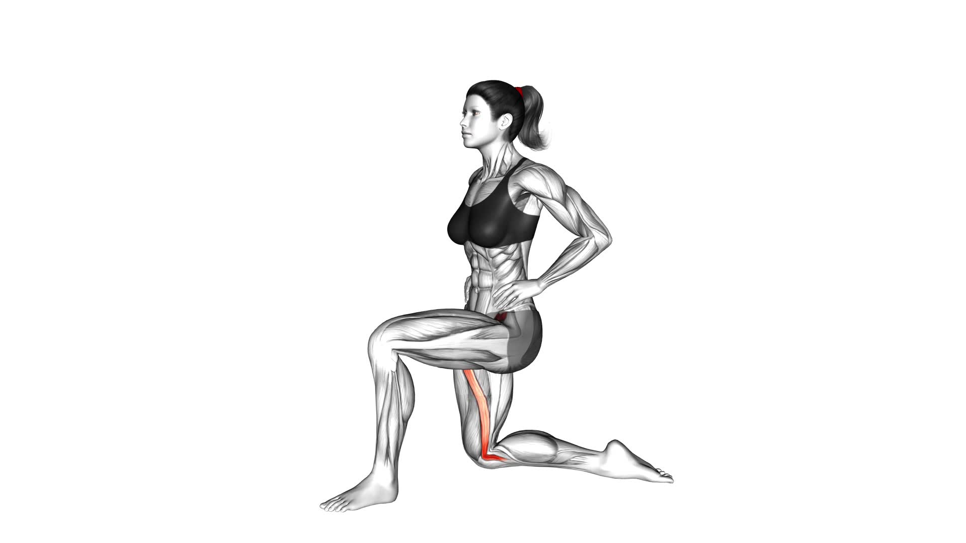 Kneeling Sartorius Stretch (female) - Video Exercise Guide & Tips