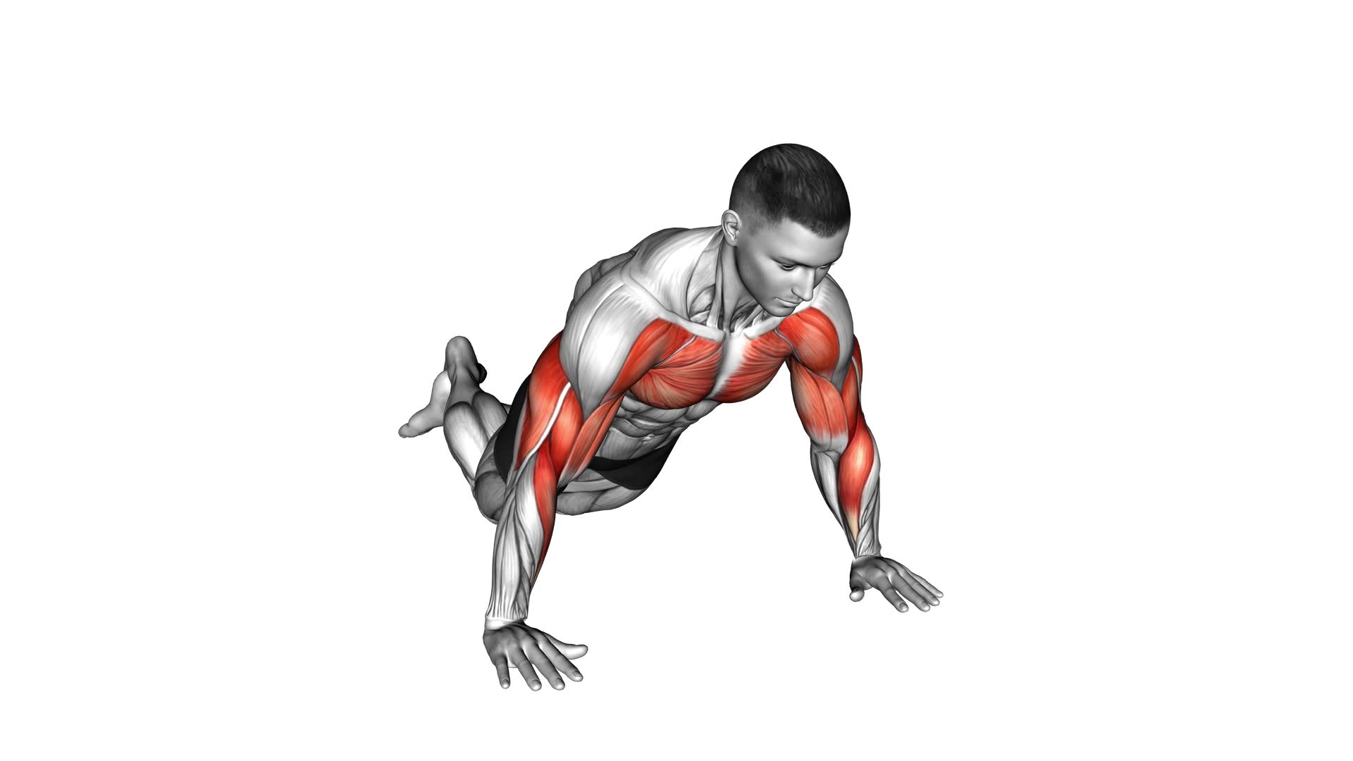 Kneeling Shoulder Tap Push-up (male) - Video Exercise Guide & Tips