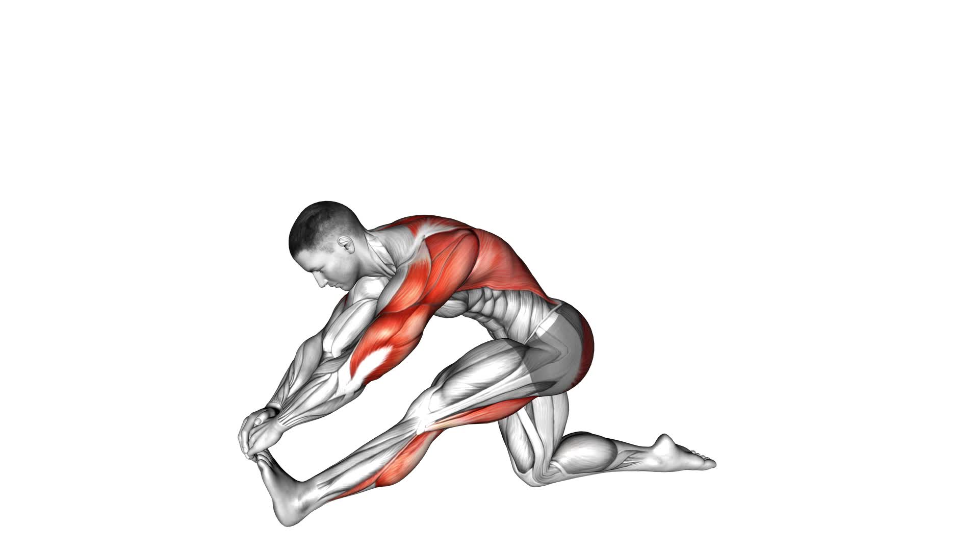 Kneeling Toe-up Hamstring Stretch - Video Exercise Guide & Tips