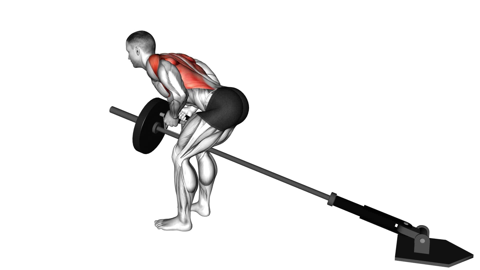 Landmine Bent Over Row With V-Bar (Plate Loaded) - Video Exercise Guide & Tips