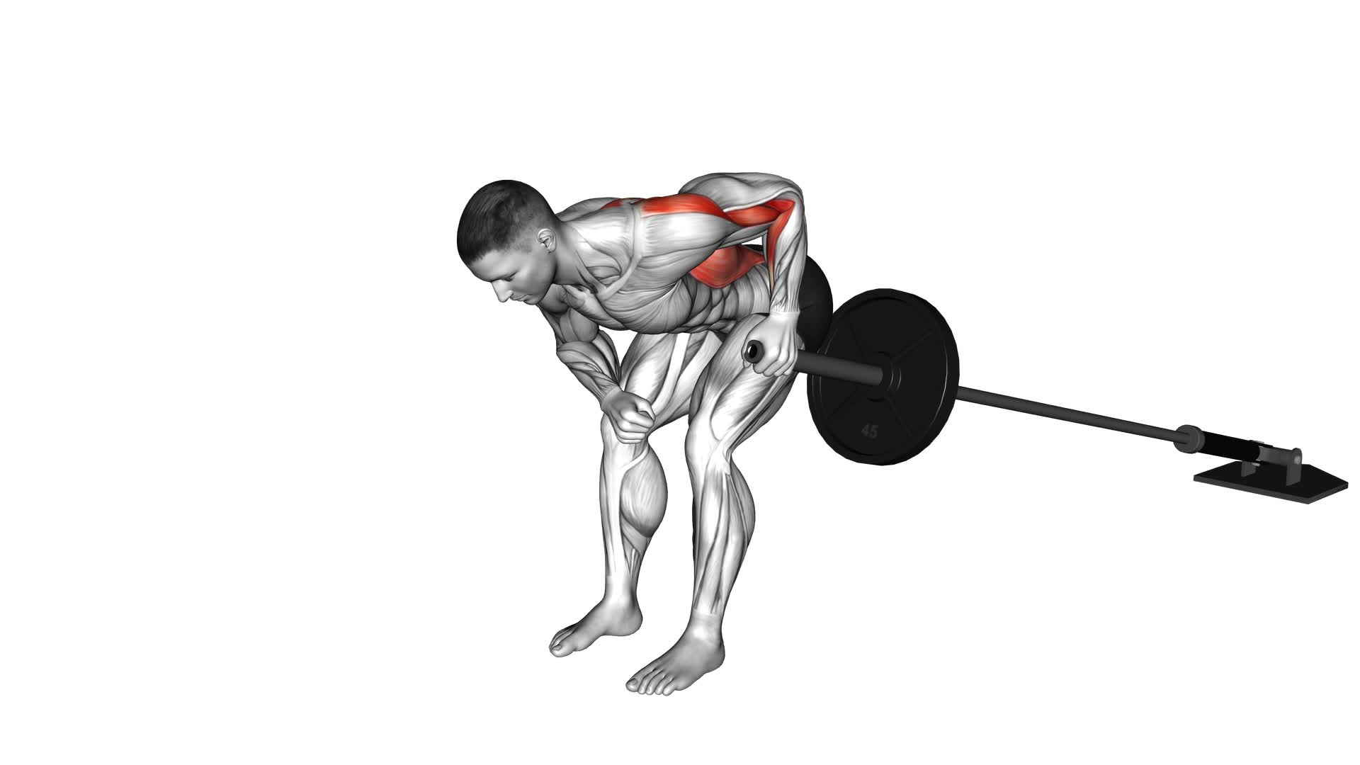 Landmine One Arm Bent Over Row (VERSION 2) - Video Exercise Guide & Tips