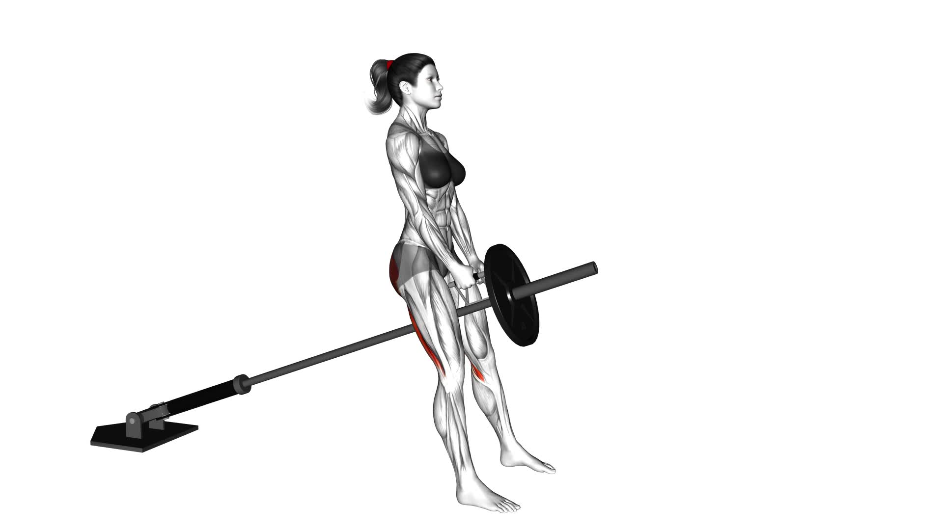 Landmine Romanian Deadlift (female) - Video Exercise Guide & Tips