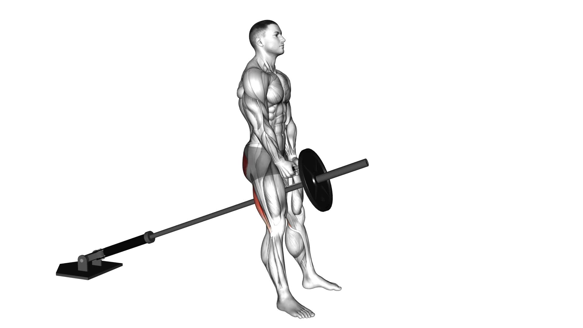 Landmine Romanian Deadlift (male) - Video Exercise Guide & Tips