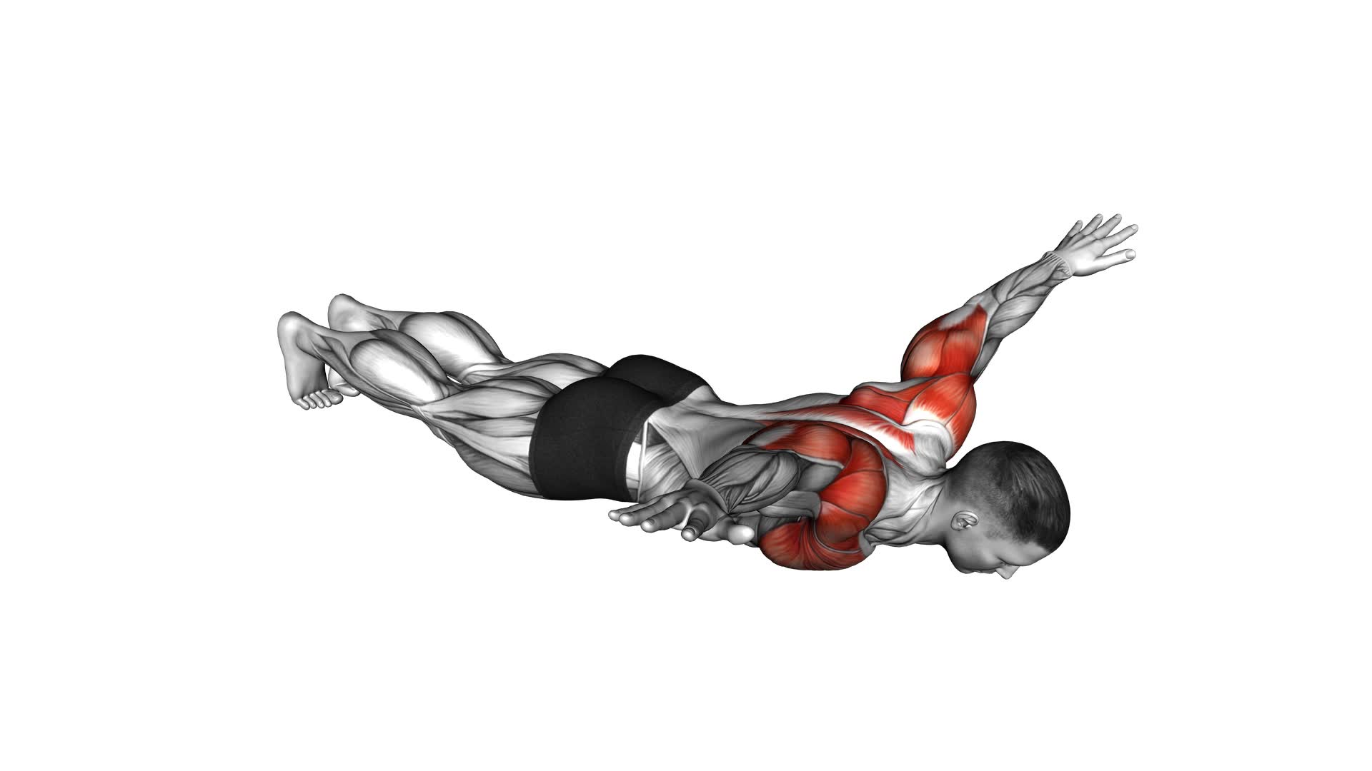 Lay Down Push-up (male) - Video Exercise Guide & Tips