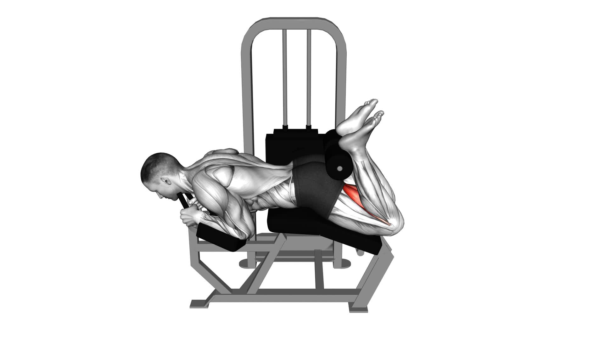 Lever Lying Leg Curl - Video Exercise Guide & Tips