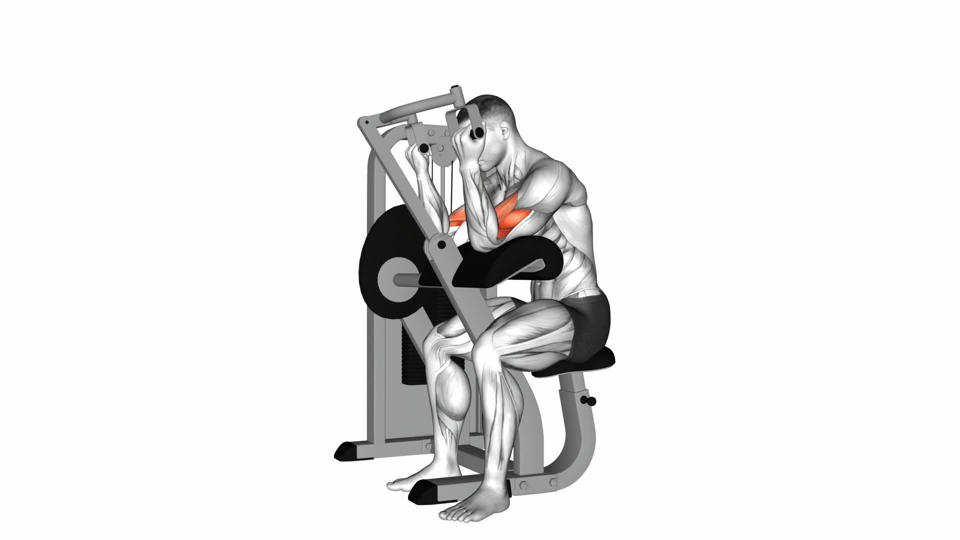 Lever Preacher Curl (version 2) - Video Exercise Guide & Tips