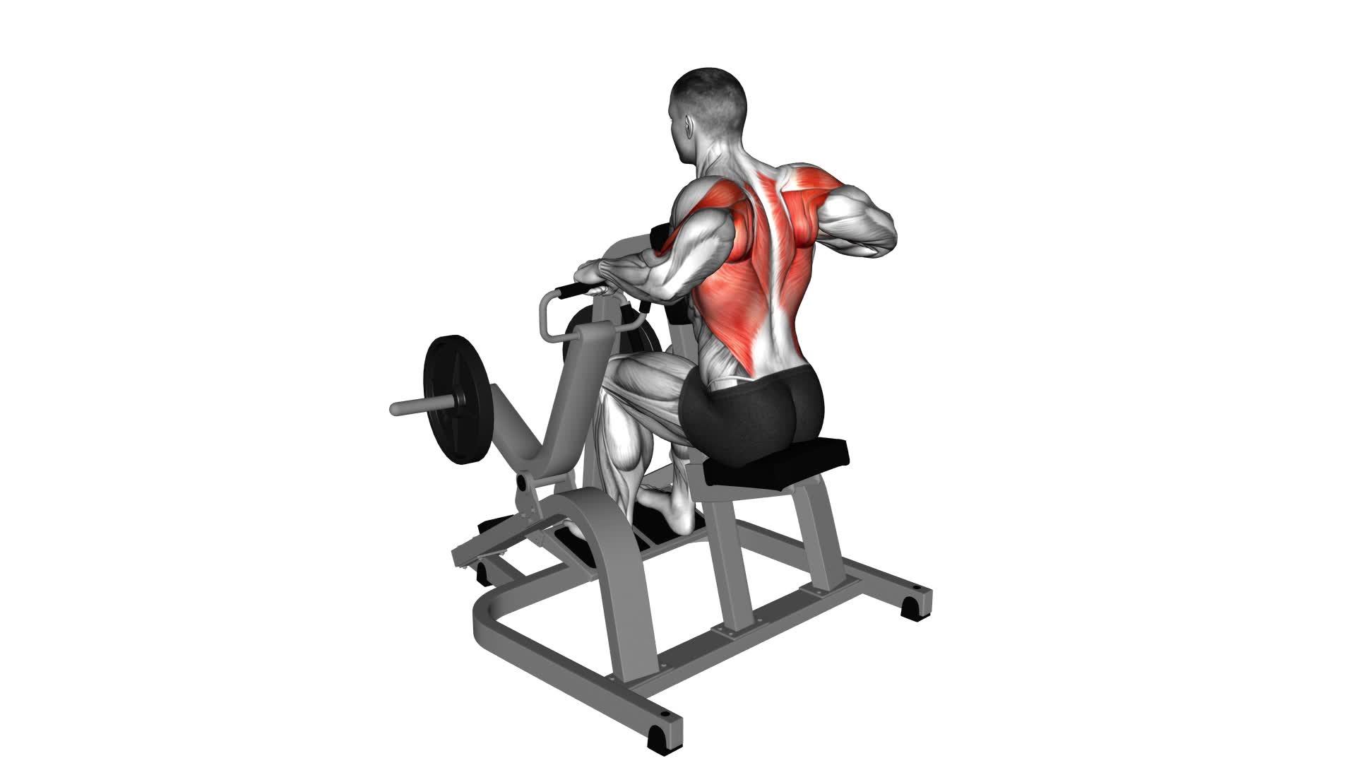 Lever Pronated Grip Seated Row (Plate Loaded) - Video Exercise Guide & Tips