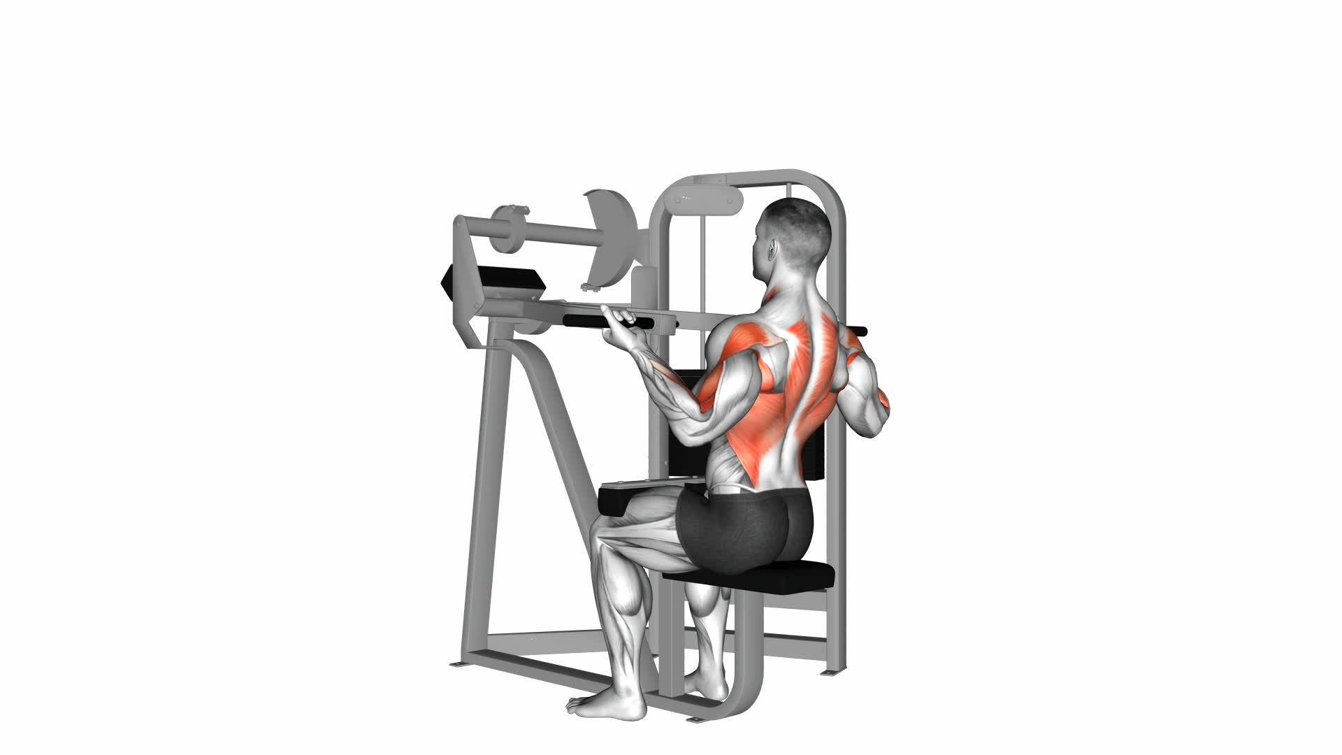 Lever Reverse-Grip Lat Pulldown - Video Exercise Guide & Tips