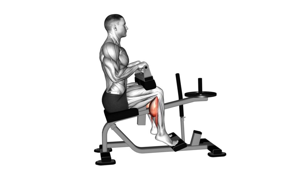 Lever Seated Calf Raise (Plate Loaded) (Version 2) - Video Exercise ...