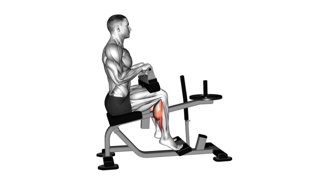 Lever Seated Calf Raise Plate Loaded Version 2 Video Exercise 