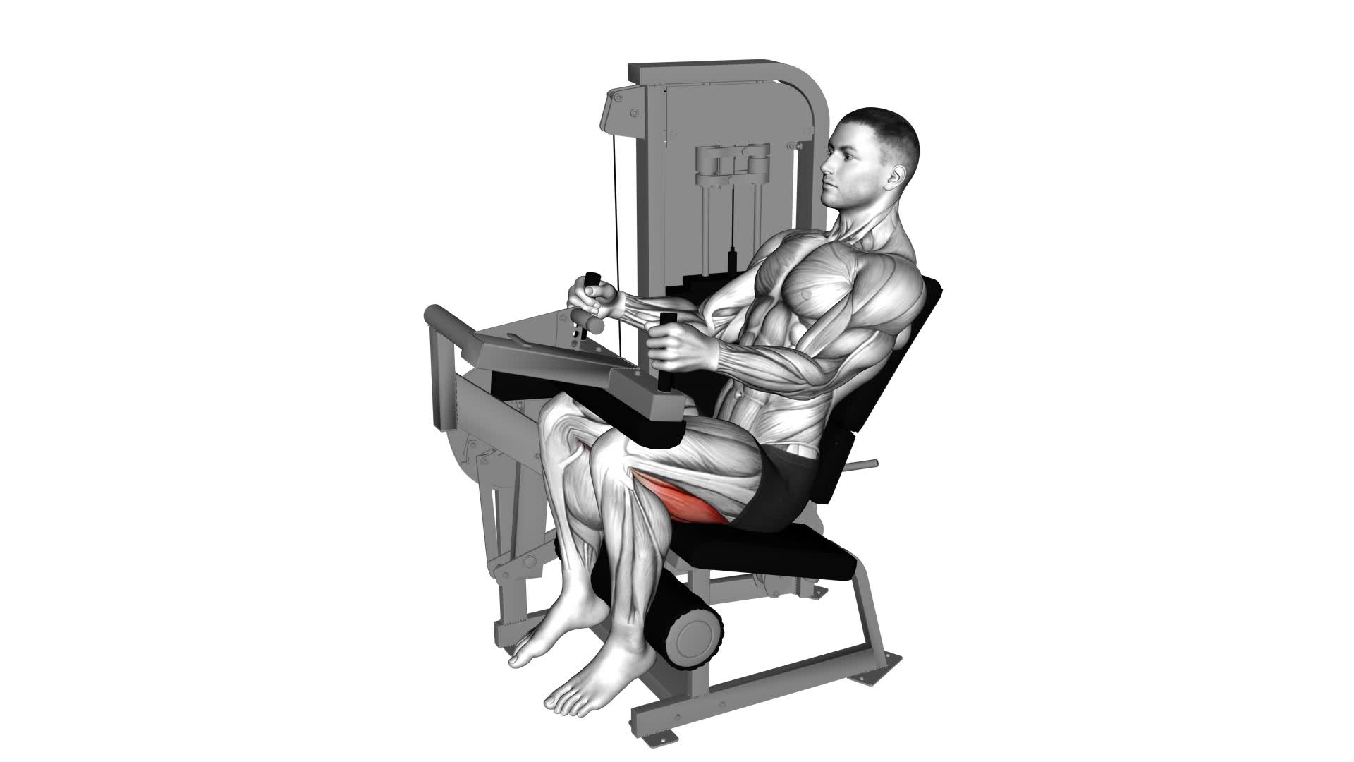 Lever Seated Leg Curl - Video Exercise Guide & Tips