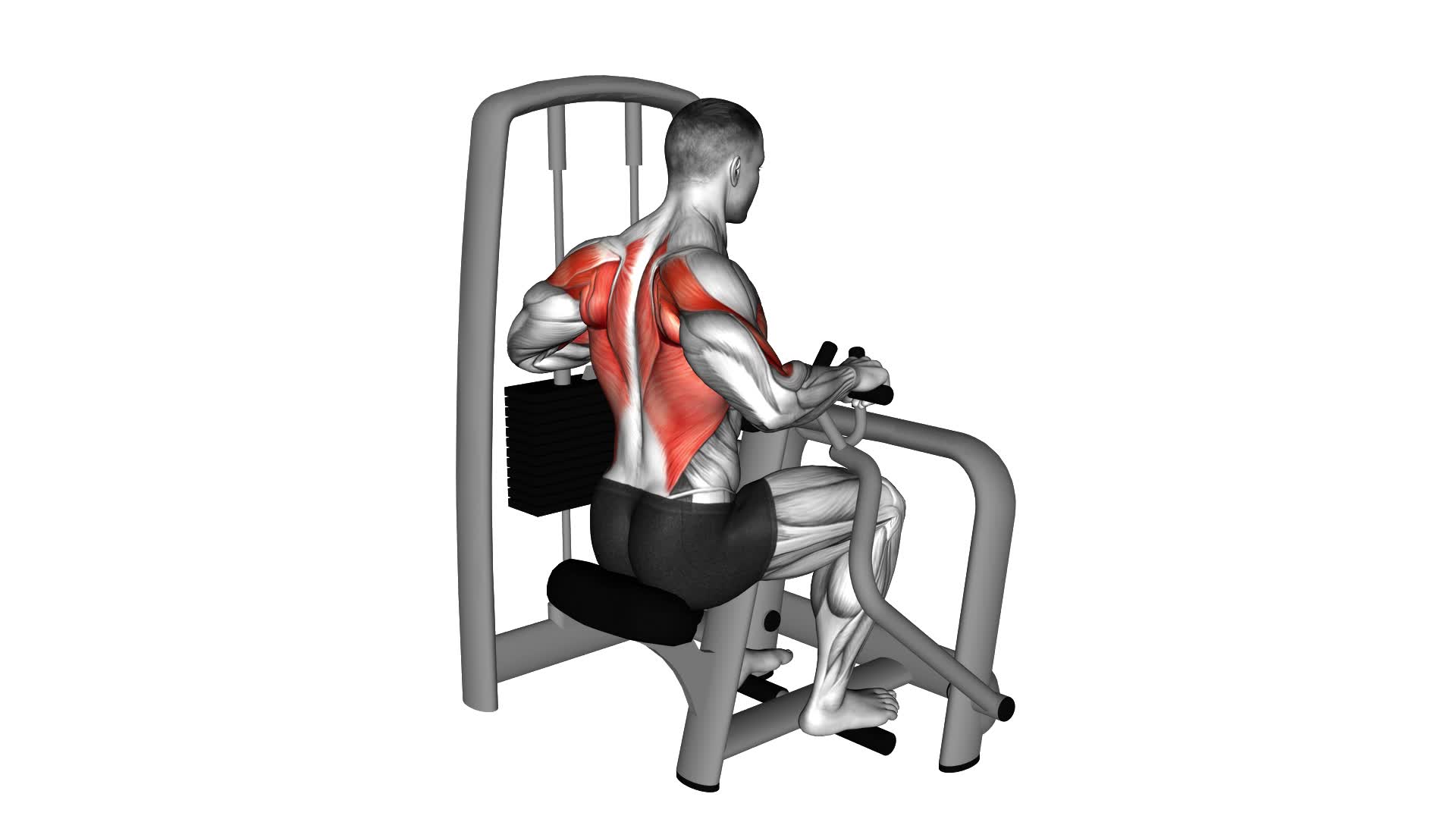 Lever Seated Row - Video Exercise Guide & Tips