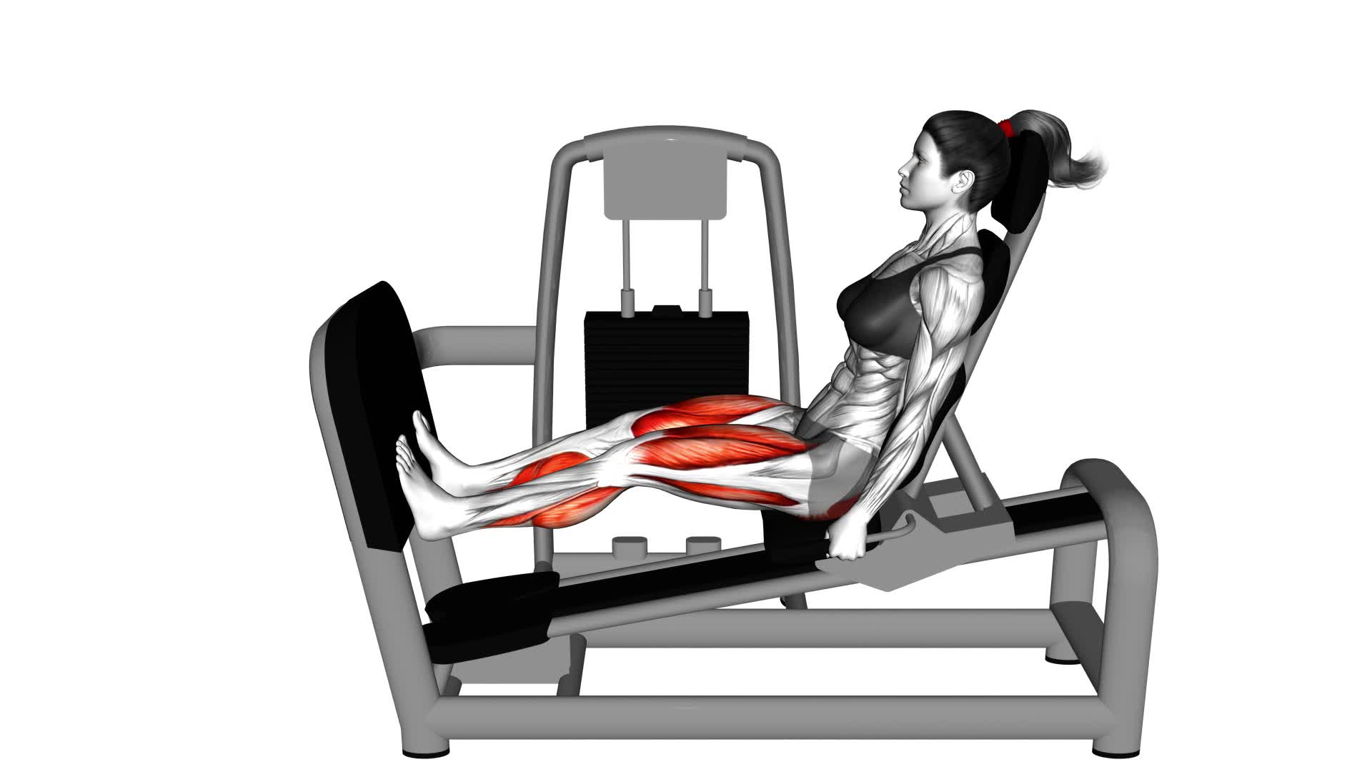 Lever Seated Squat Calf Raise on Leg Press Machine (female) - Video Exercise Guide & Tips