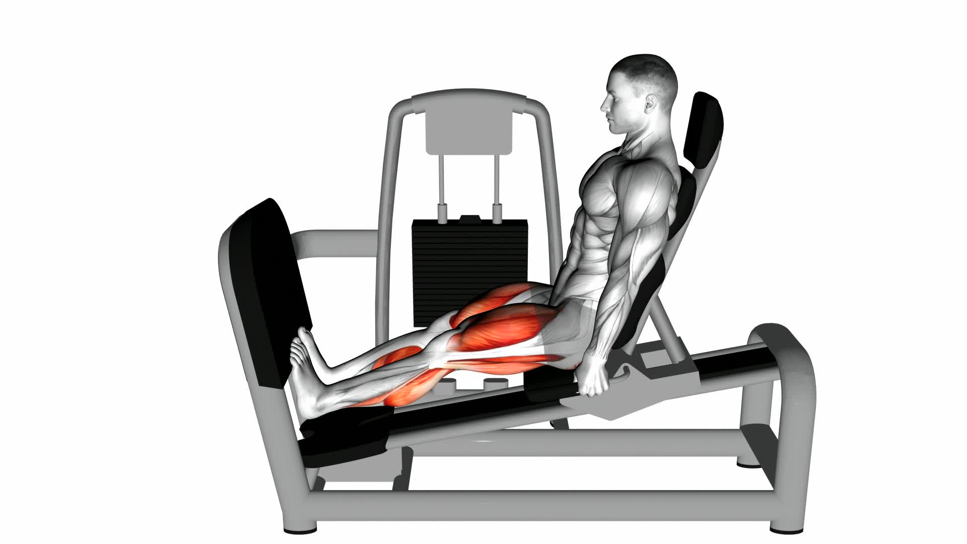 Lever Seated Squat Calf Raise on Leg Press Machine - Video Exercise Guide & Tips