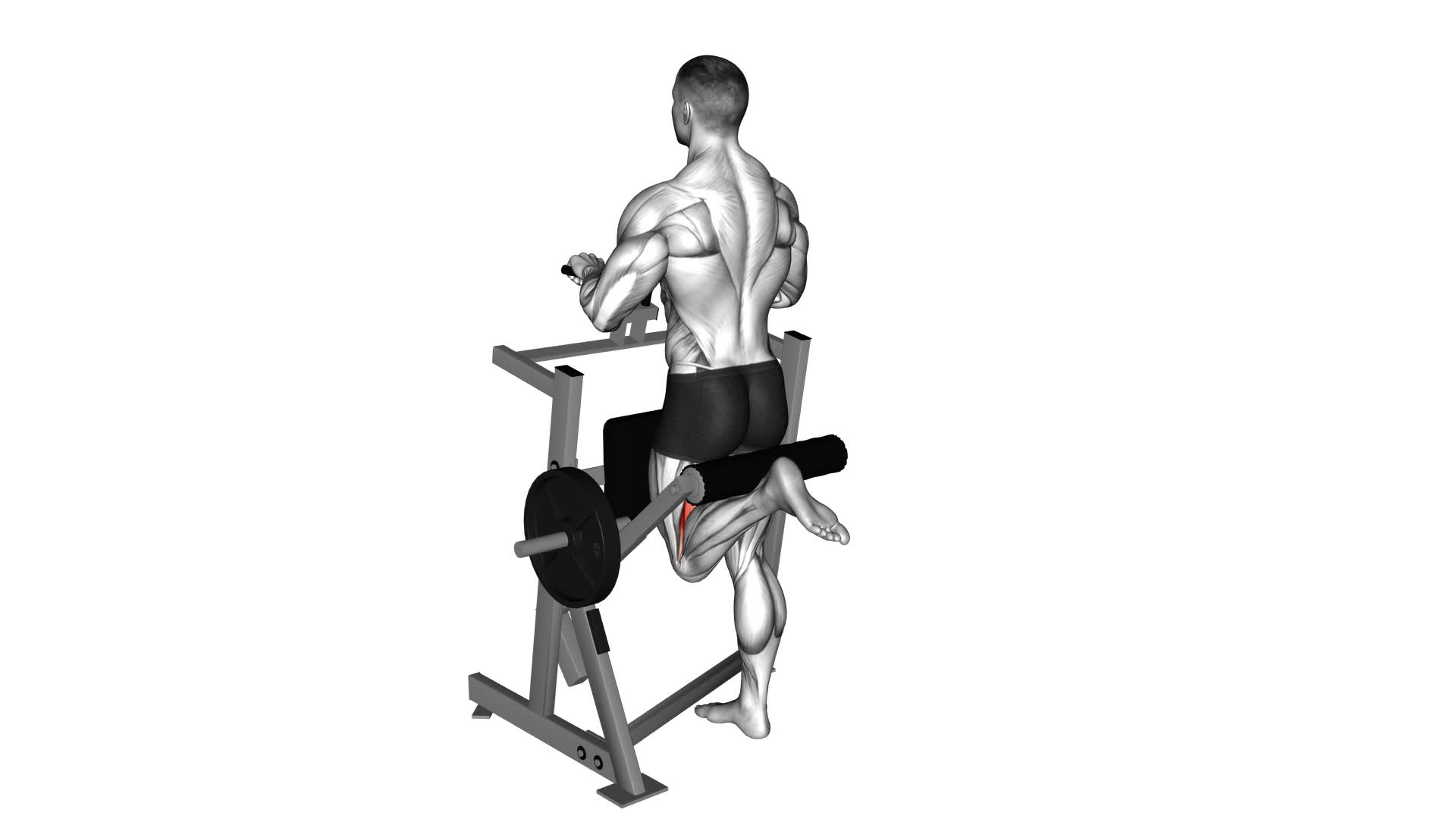 Lever Standing Single Leg Curl (Plate Loaded) - Video Exercise Guide & Tips