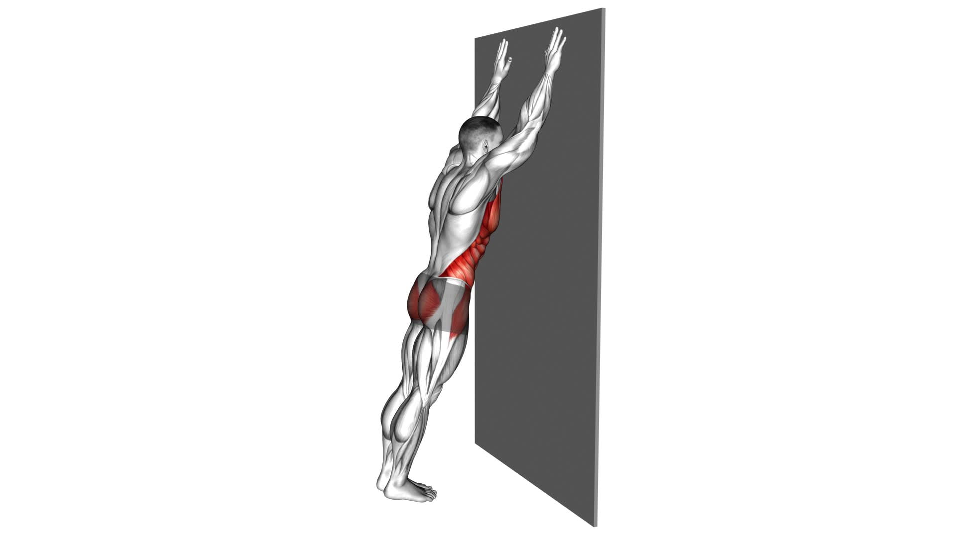 Long Plank Against Wall (Male) - Video Exercise Guide & Tips