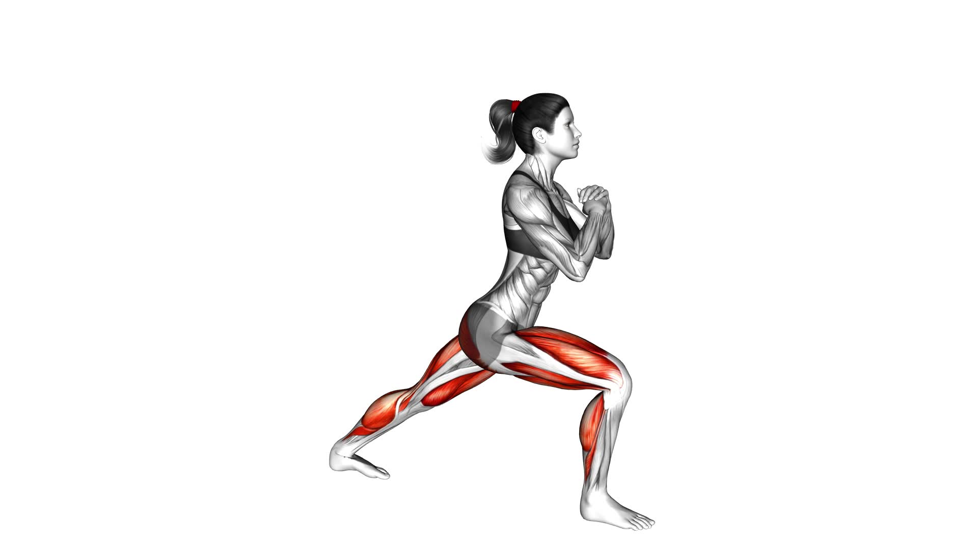 Lunge Stretch (female) - Video Exercise Guide & Tips