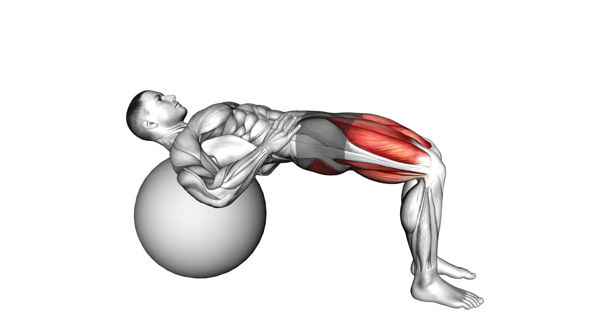 Lying Hip Lift (On Stability Ball) (Male) - Video Exercise Guide & Tips