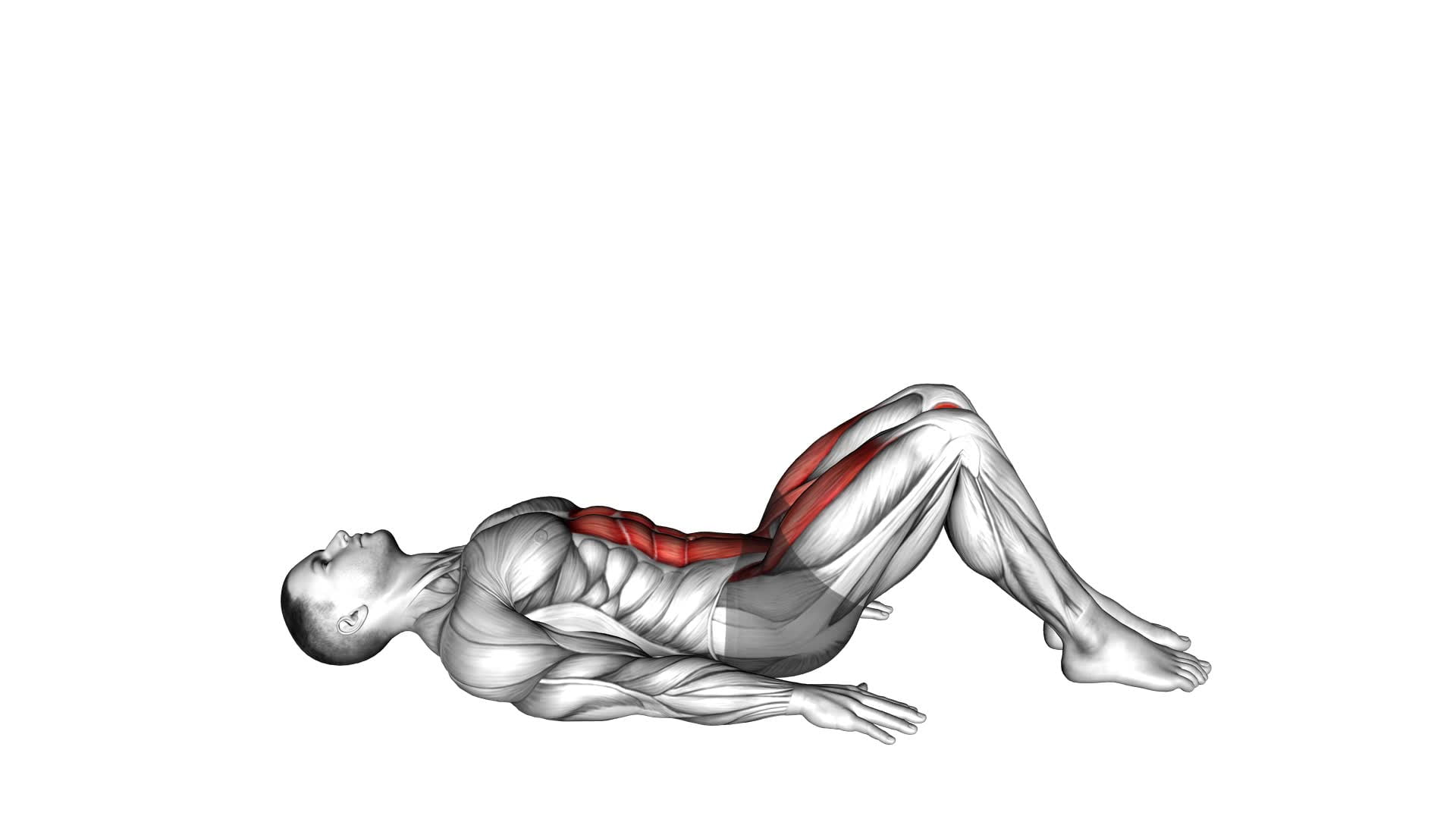 Lying Leg Raise (Modified) - Video Exercise Guide & Tips