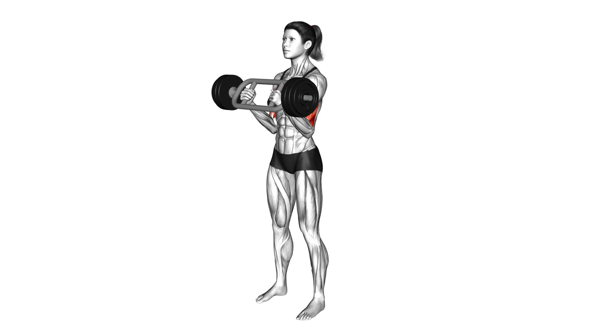 Olympic Barbell Hammer Curl (female) - Video Exercise Guide & Tips