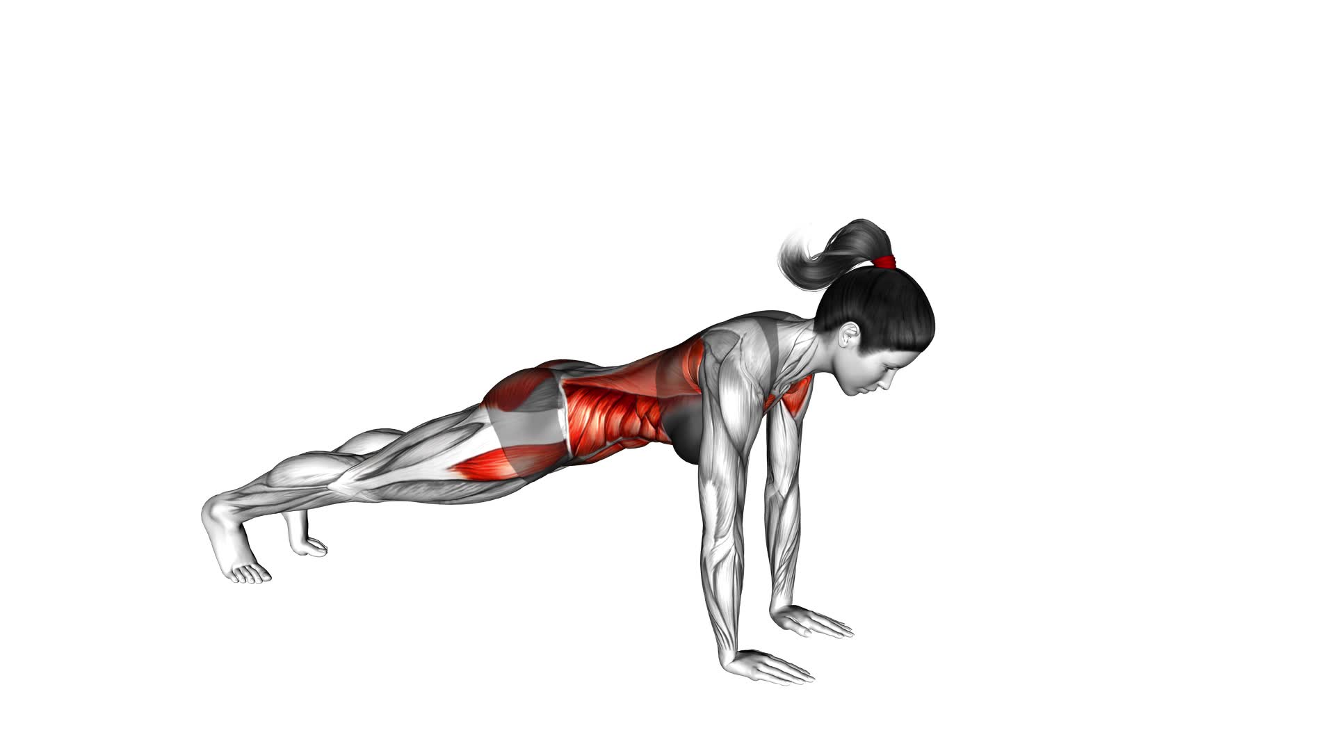 Plank Arm Lifts (Female) - Video Exercise Guide & Tips