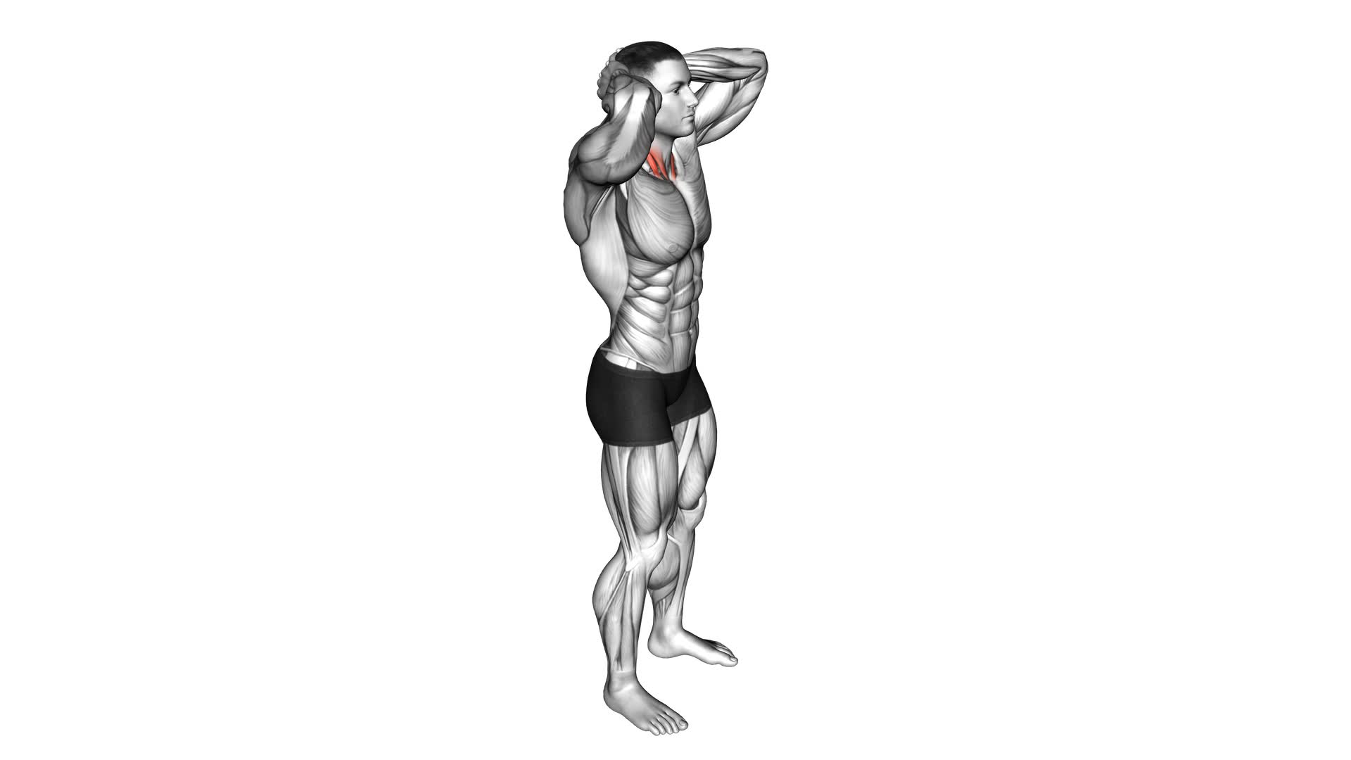 Posterior Neck Isometric - Video Exercise Guide & Tips