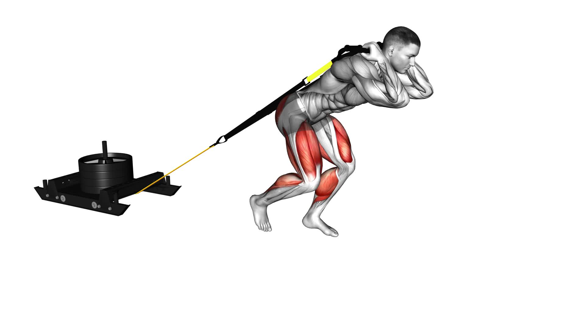 Power Sled Drag - Video Exercise Guide & Tips