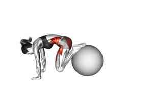 Pull in (On Stability Ball) (Female) - Video Exercise Guide & Tips