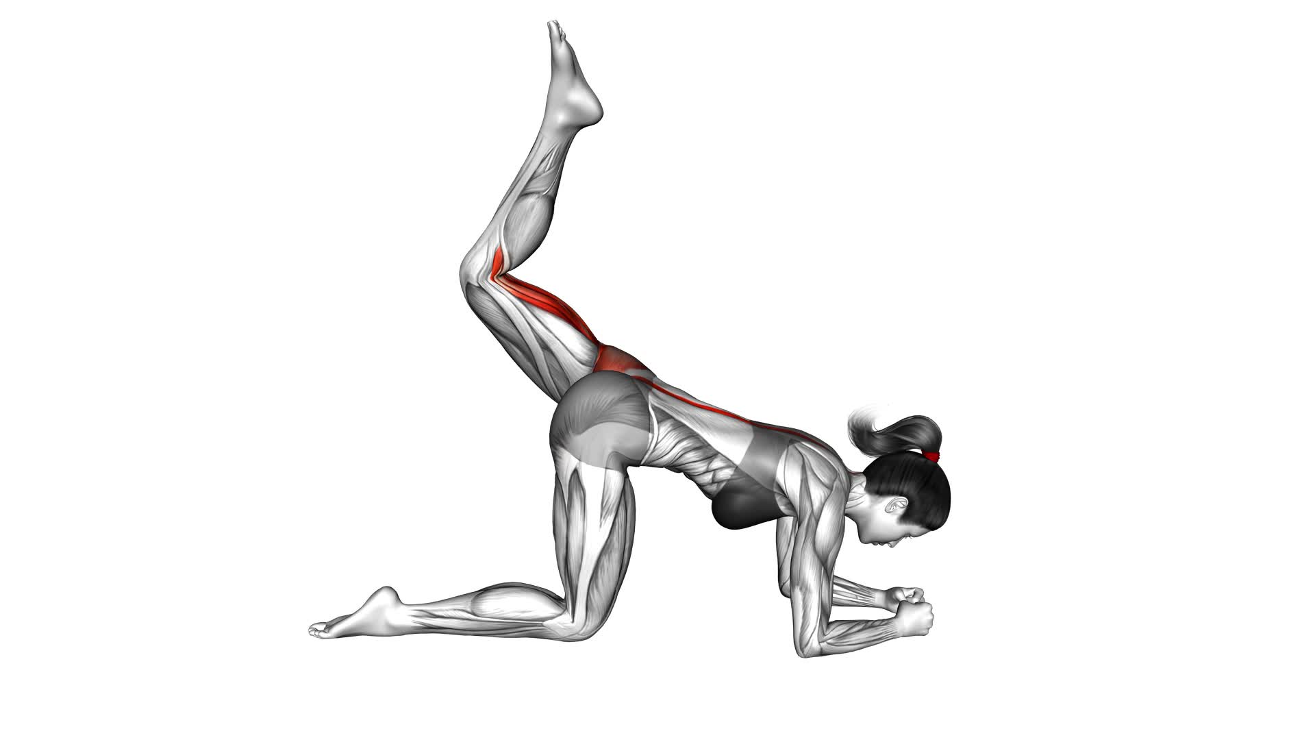 Pulsing Donkey Kickback (female) - Video Exercise Guide & Tips