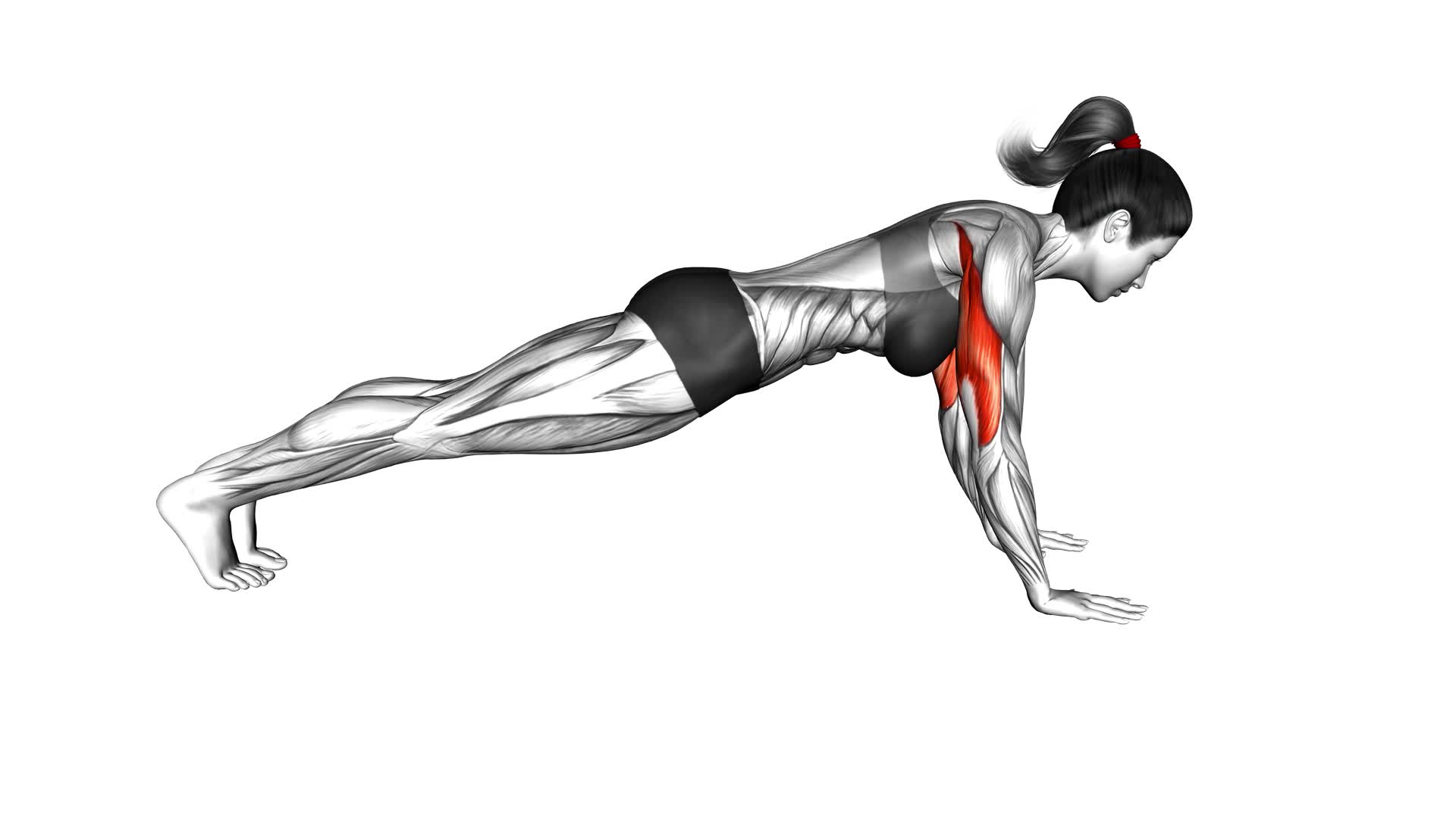 Push-up on Forearms (female) - Video Exercise Guide & Tips