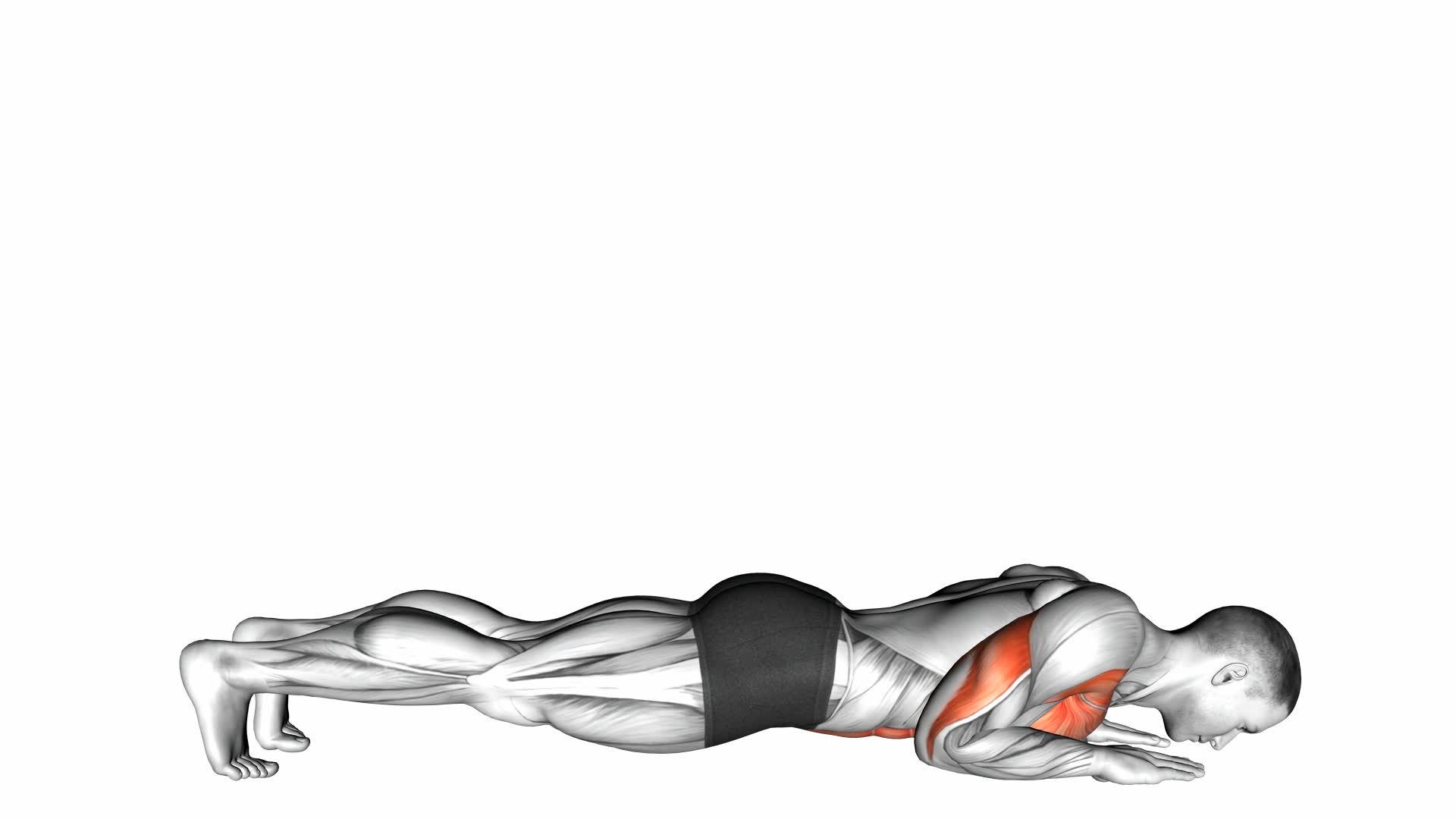 Push-up on Forearms - Video Exercise Guide & Tips