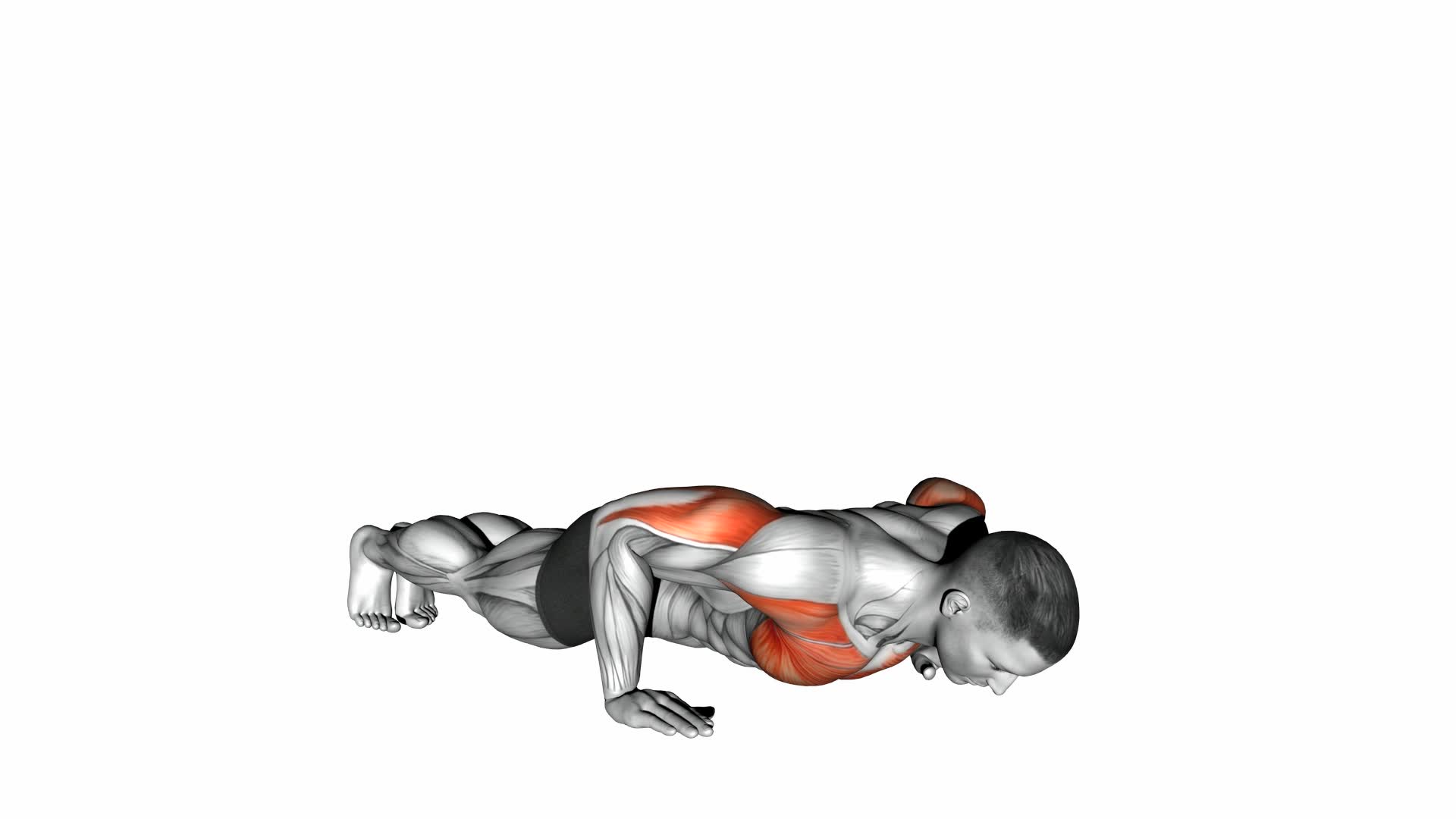 Push-up - Video Exercise Guide & Tips