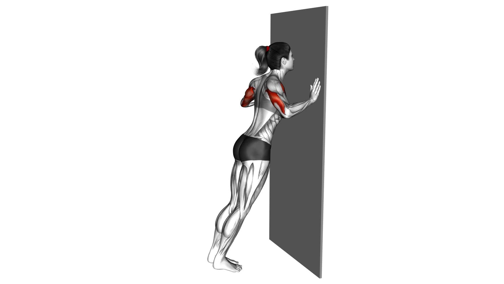 Push-up (wall) (female) - Video Exercise Guide & Tips