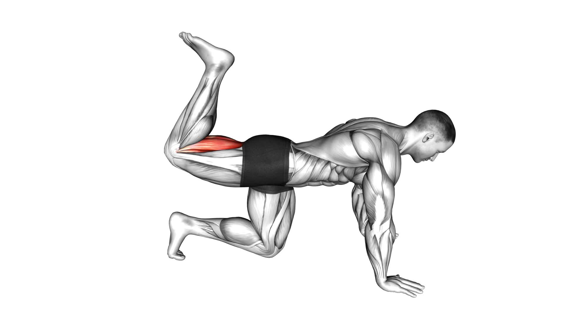 Quadruped Leg Curl - Video Exercise Guide & Tips