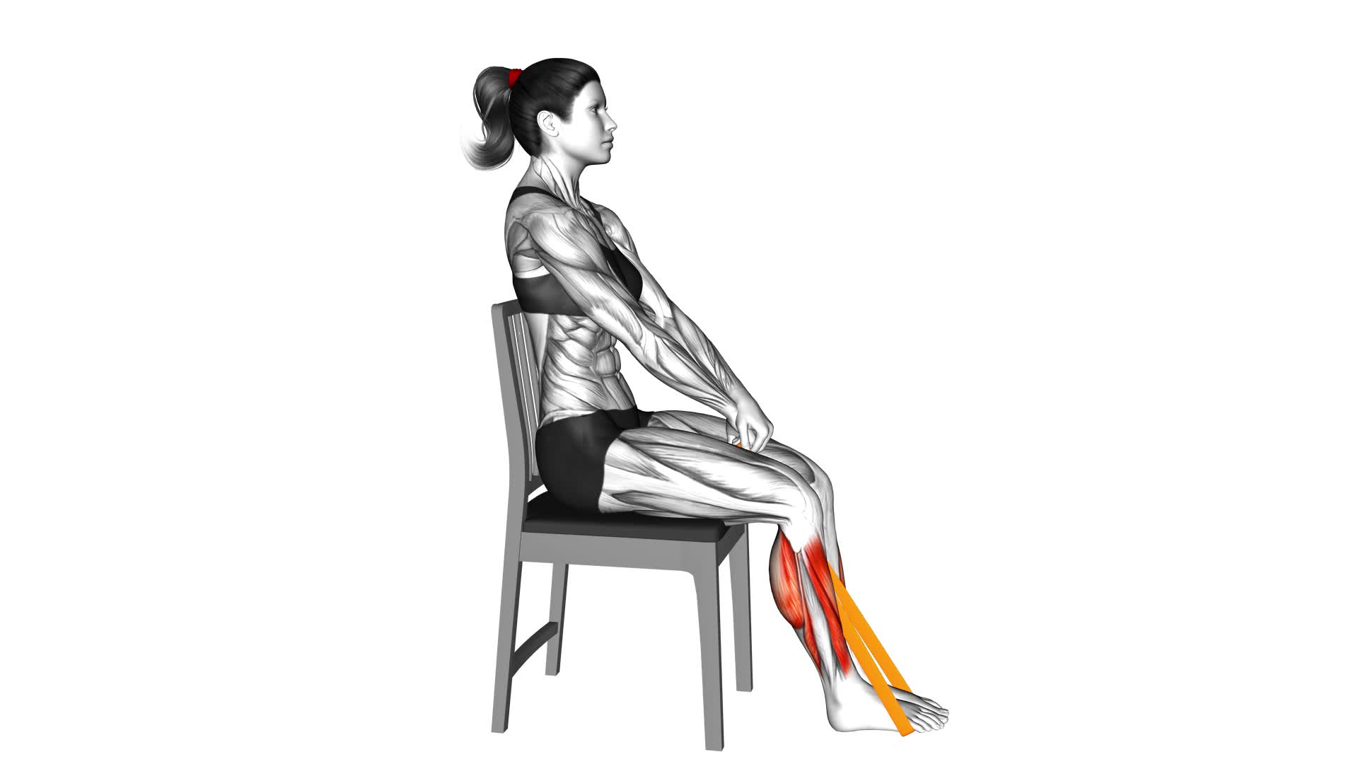 Resistance Band Calf Press Sitting on Chair - Video Exercise Guide & Tips