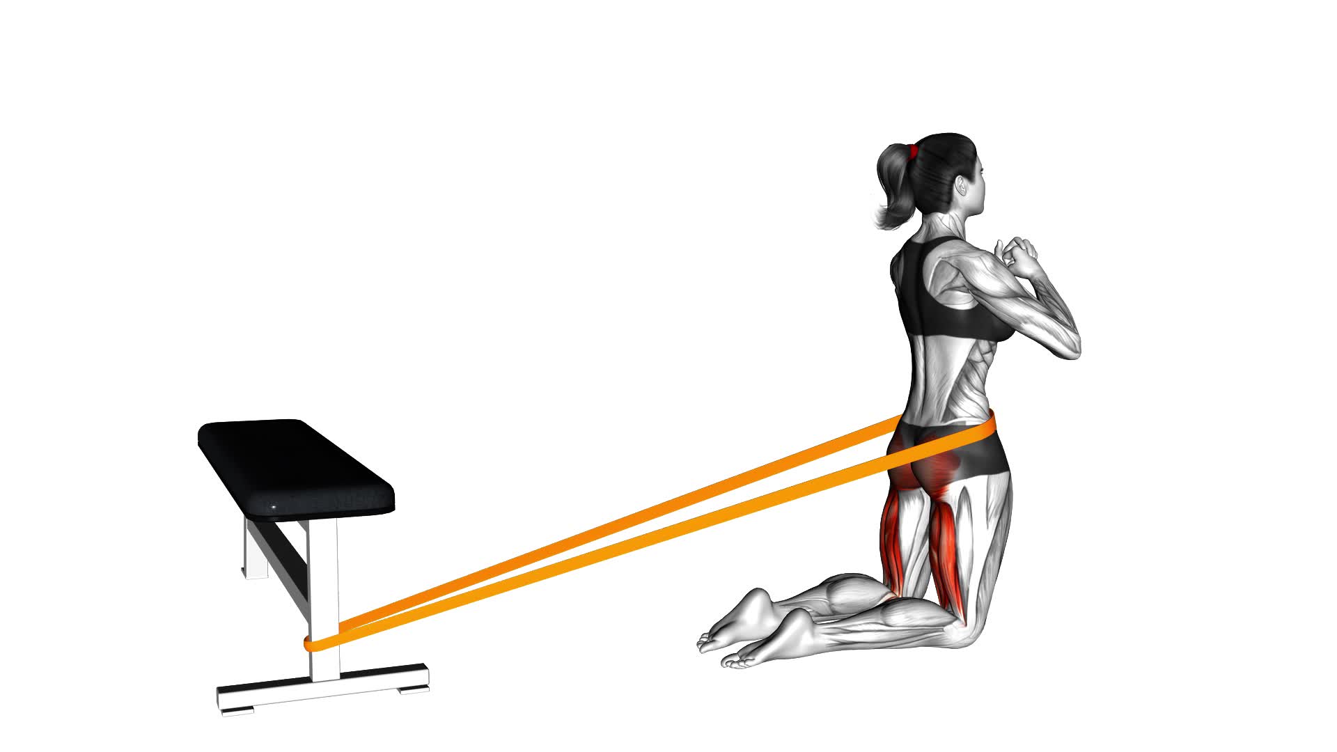 Resistance Band Hip Thrusts on Knees (female) - Video Exercise Guide & Tips