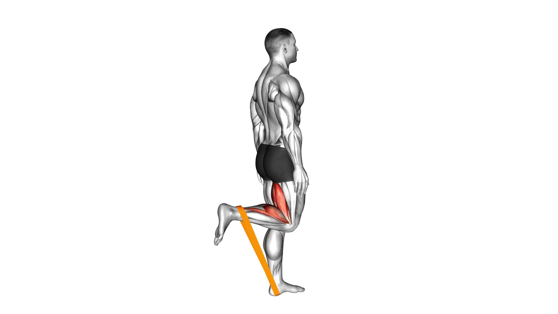 Resistance Band Leg Curl (male) - Video Exercise Guide & Tips