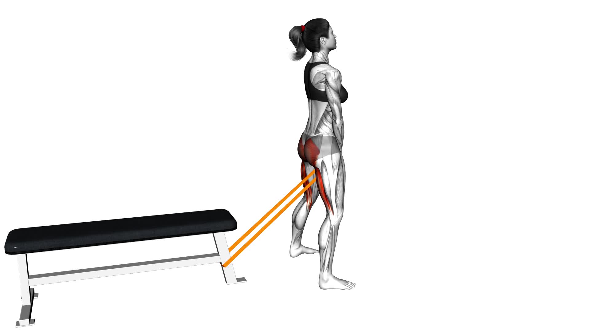 Resistance Band Pull Through (female) - Video Exercise Guide & Tips