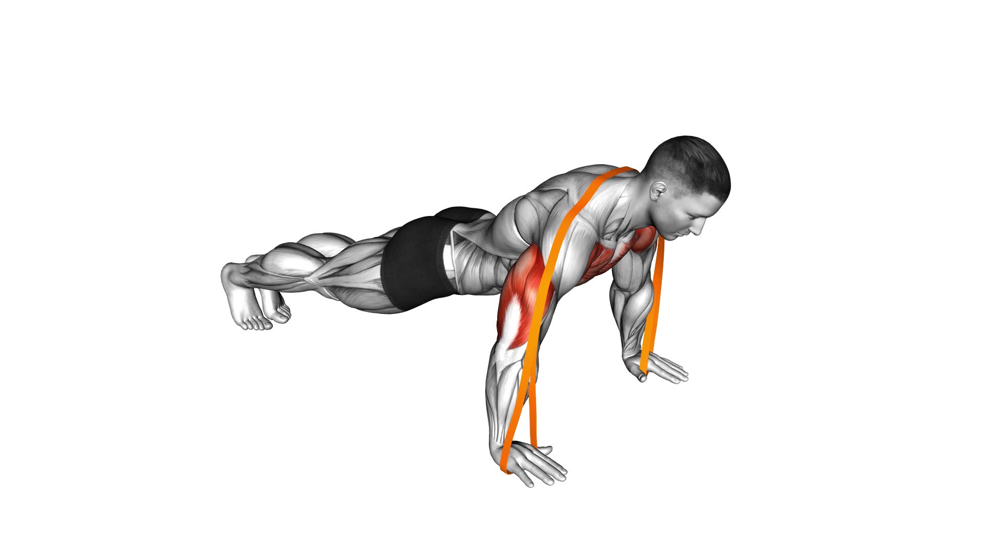 Resistance Band Push-Up - Video Exercise Guide & Tips