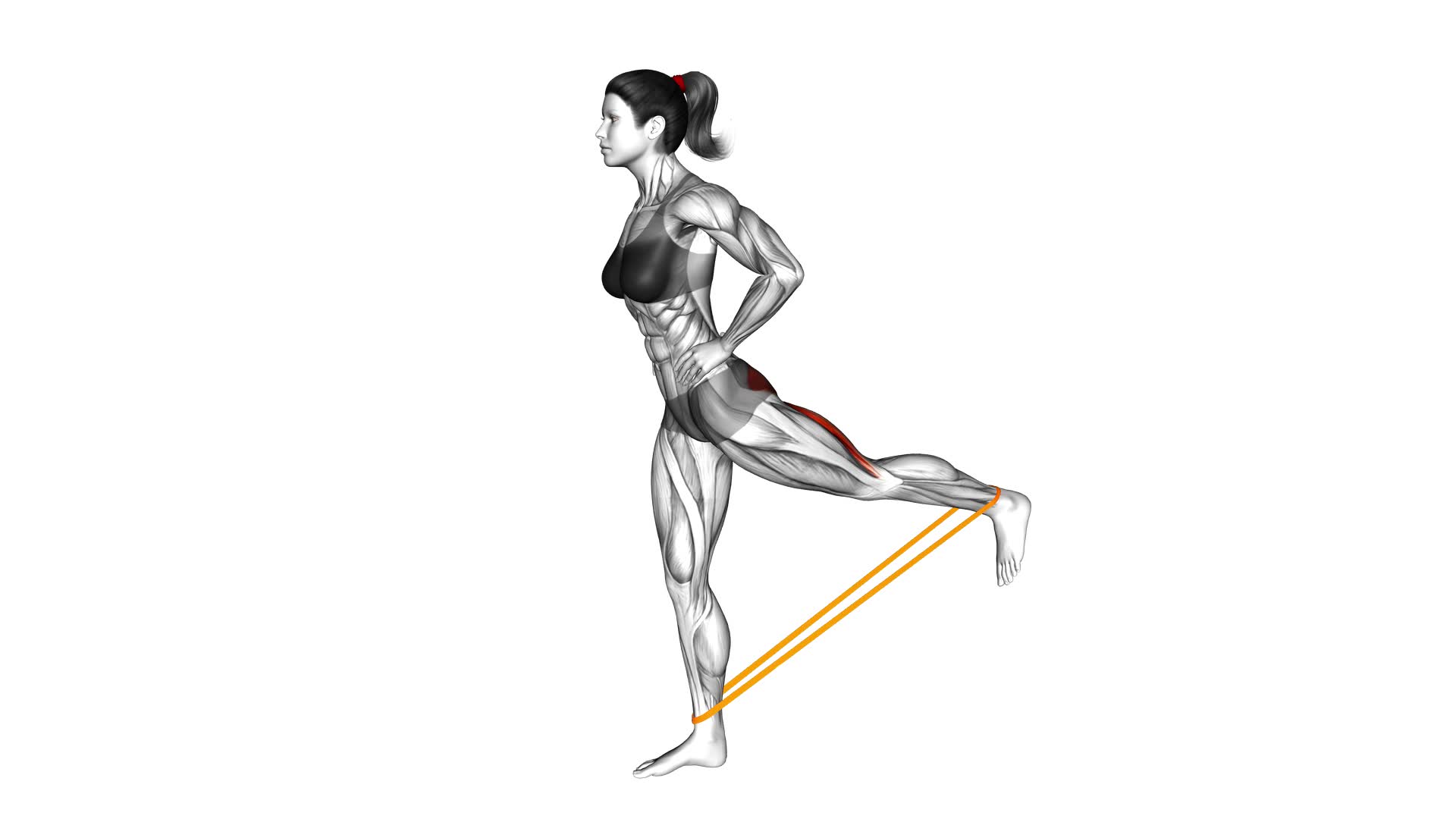 Resistance Band Standing Balance Glute Kickback (female) - Video Exercise Guide & Tips