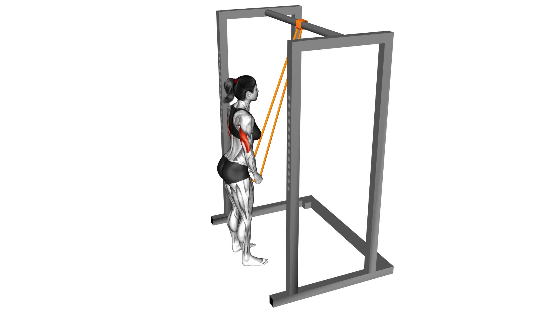 Resistance Band Triceps Pushdown (female) - Video Exercise Guide & Tips